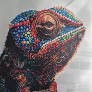 Colorful chameleon close-up with textured scales
